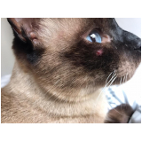 clínica que faz tratamento para gato com leucemia Tingui