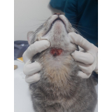 clínica que faz tratamento para hipertireoidismo em gatos Juvevê