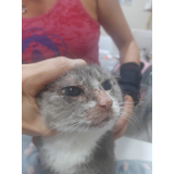 clínica que faz tratamento para leucemia em gatos Pinhais