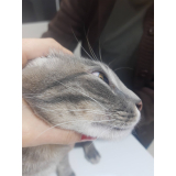 clínica que faz tratamento para leucemia viral em gatos Pilarzinho