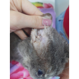 clínica que faz tratamento para rinotraqueite em gatos Novo Mundo