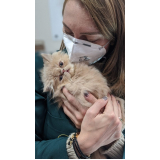 clínica veterinária de gatos contato Riviera