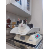 clínica veterinária especializada em gatos telefone Abranches