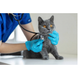 clínica veterinária especializada em gatos Cristo Rei