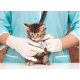 clínica veterinária para castrar gatos Santo Inácio