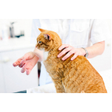 Consulta Medica para Gato