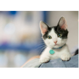 consulta veterinária para gatos marcar Alto Boqueirão