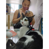 consulta veterinária para gatos Prado Velho