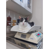 contato de clínica especializada em gatos Xaxim