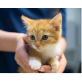 contato de clínica para gato Pinhais