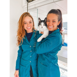 contato de veterinário especialista para gatos Riviera