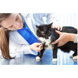 endereço de clínica veterinária especialista em gatos Guabirotuba