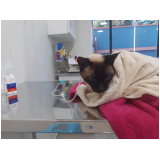 exame de coleta de urina em gatos Portão
