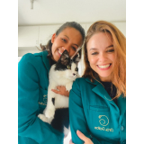onde agendar veterinário especializado em felinos Centro de Curitiba
