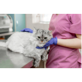 onde marcar consulta veterinária para felino Ganchinho