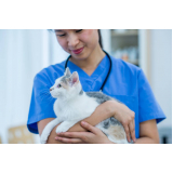 onde tem consulta veterinária para felino Tingui