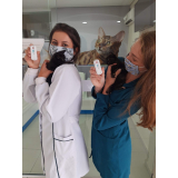 teste fiv e felv para gatos agendar Centro de Curitiba