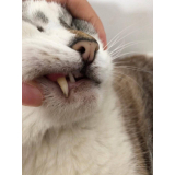 tratamento odontológico em gatos Prado Velho