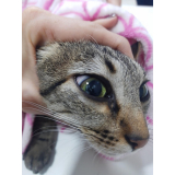 tratamento para diabetes em gatos agendar Ganchinho
