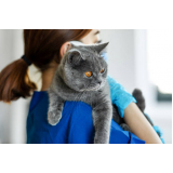 tratamento para diabetes em gatos marcar Pinheirinho