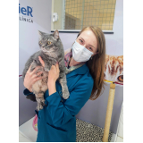 tratamento para gripe em gatos marcar Bairro Alto
