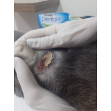 tratamento para hipertireoidismo em gatos agendar Alto Boqueirão