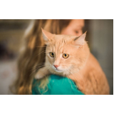 tratamento para hipertireoidismo em gatos marcar Capão Raso