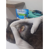 tratamento para hipertireoidismo em gatos Mossunguê (Ecoville)