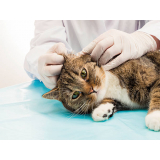 tratamento para leucemia viral em gatos marcar Boqueirão
