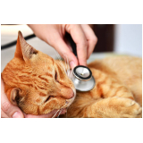 tratamento para obesidade em gatos marcar Capão Raso
