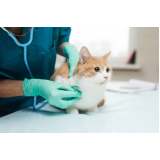 tratamento para rinotraqueite em gatos marcar Batel