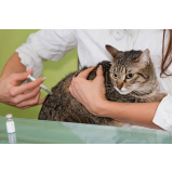 vacina para gatos marcar Centro Cívico