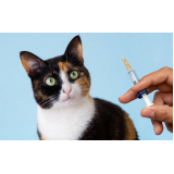 vacina para gatos Mossunguê (Ecoville)
