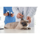 vacina v4 para gatos marcar Vista Alegre