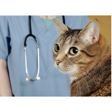 vacina v5 para gatos marcar Ganchinho