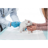 vacinas para gatos filhotes marcar Capão da Imbuia