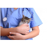 veterinária de felinos agendar Hauer