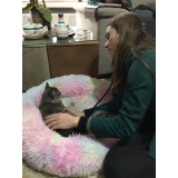 veterinário especializado em felinos São Francisco