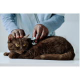 veterinário para felinos agendar Abranches