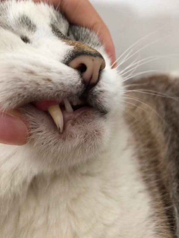 Tratamento Odontológico em Gatos Atuba - Tratamento Dentário em Gatos