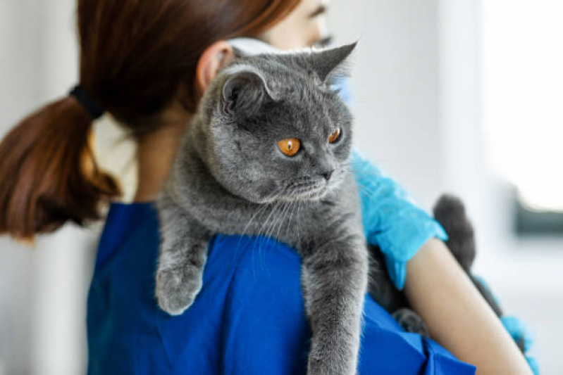 Tratamento para Diabetes em Gatos Marcar Rebouças - Tratamento para Rins em Gatos