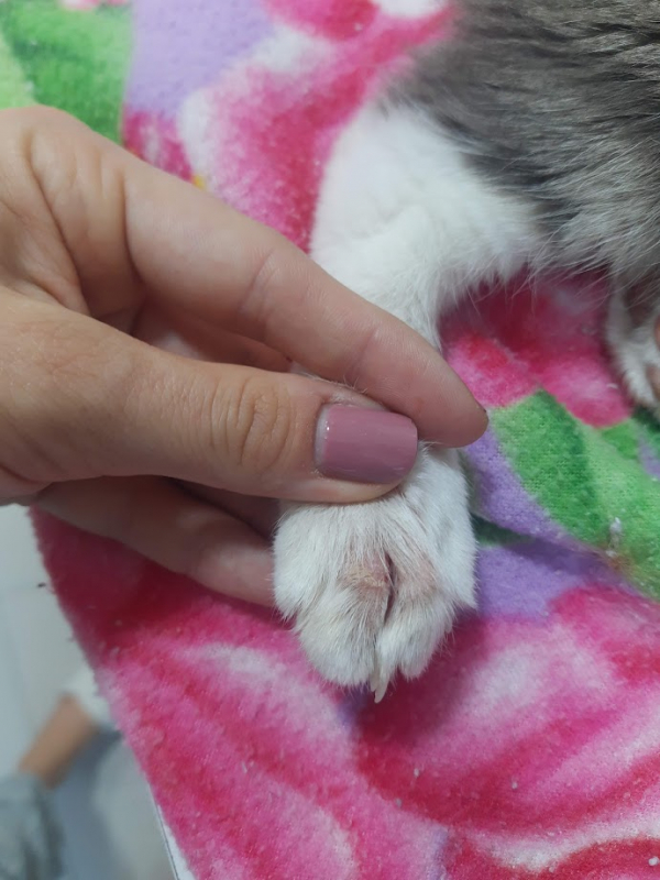Tratamento para Gato com Imunodeficiência Cajuru - Tratamento para Gato com Diabetes