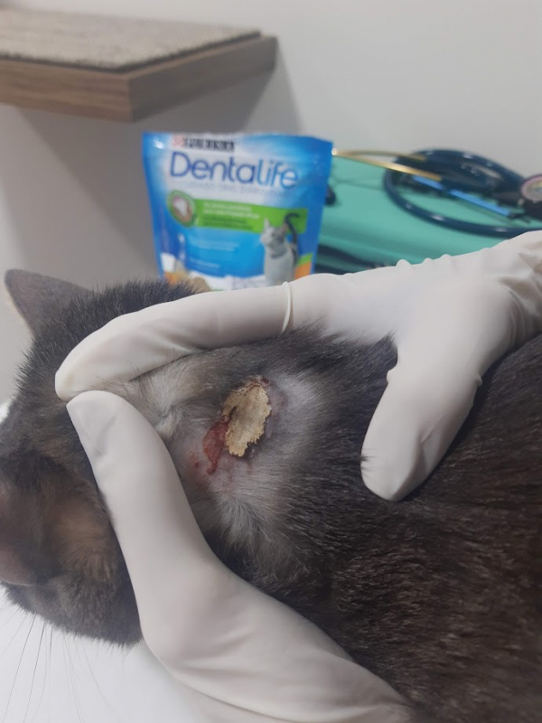 Tratamento para Hipertireoidismo em Gatos Curitiba - Tratamento Odontológico em Gatos