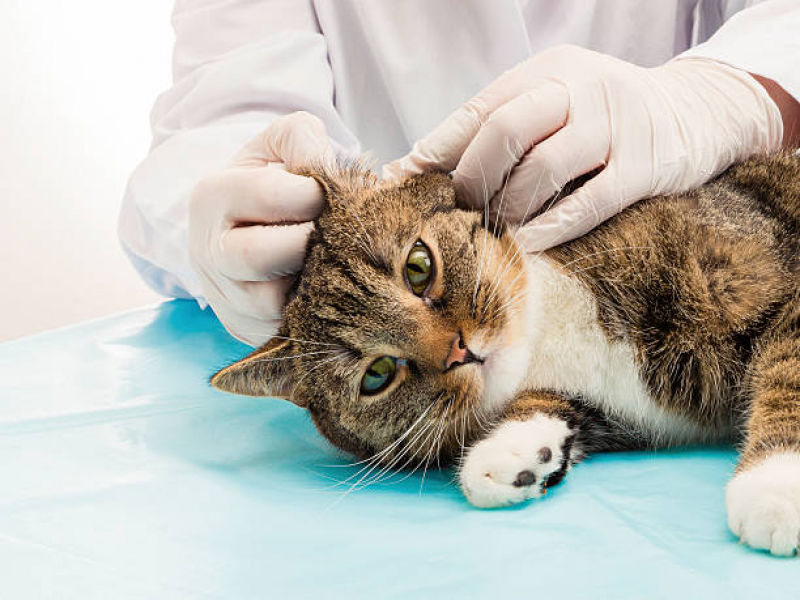 Tratamento para Leucemia Viral em Gatos Marcar Metropolitana de Curitiba - Tratamento para Rins em Gatos