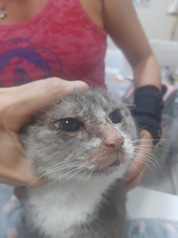 Tratamento para Leucemia Viral em Gatos Ahú - Tratamento Dentário em Gatos
