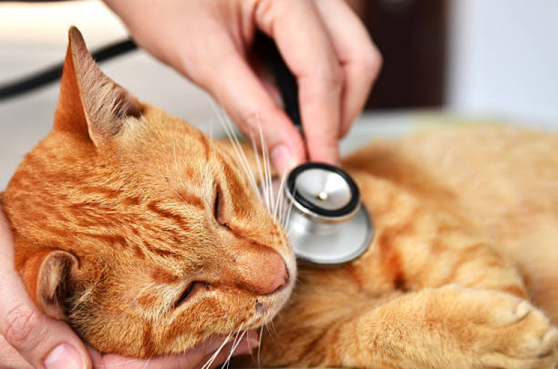 Tratamento para Obesidade em Gatos Marcar Pinhais - Tratamento Odontológico em Gatos