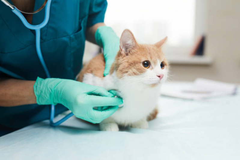 Tratamento para Rinotraqueite em Gatos Marcar São Francisco - Tratamento Dentário em Gatos