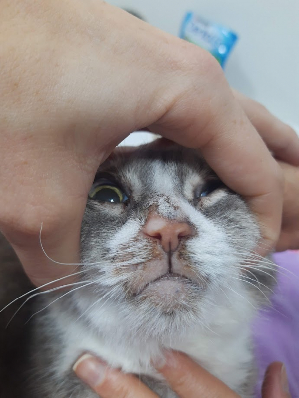 Ultrassom para Gatos Agendar Jardim Social - Exame de Sangue em Gatos