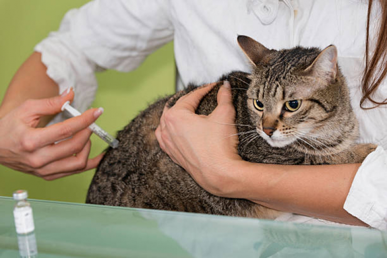 Vacina para Gatos Marcar Bom Retiro - Vacina para Gato