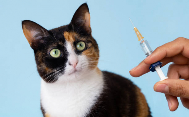 Vacina para Gatos Seminário - Vacina para Gato